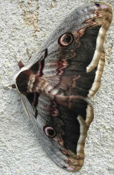 giant peacock moth