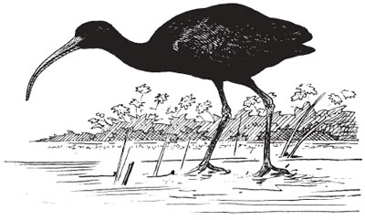 Glossy ibis