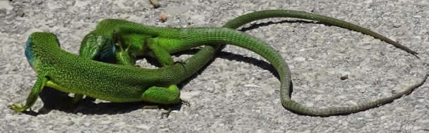 green lizards