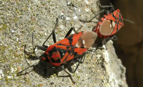 GroundbugSpilostethuspandurusEx09.JPG