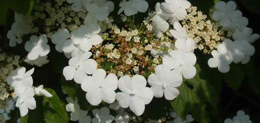 guelder rose