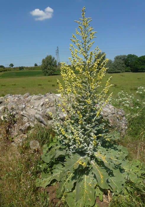 hoary mullein Caistor St Edmund