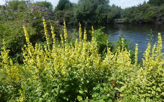 hoary mulleins Whitlingham CP 8 July 2017