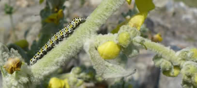 mullein moth