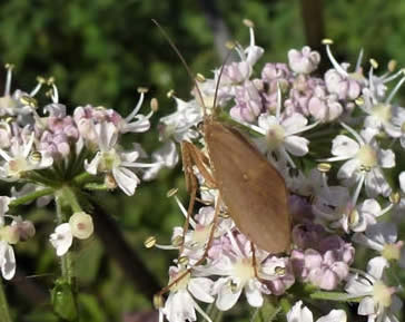 hogweed with caddis-fly