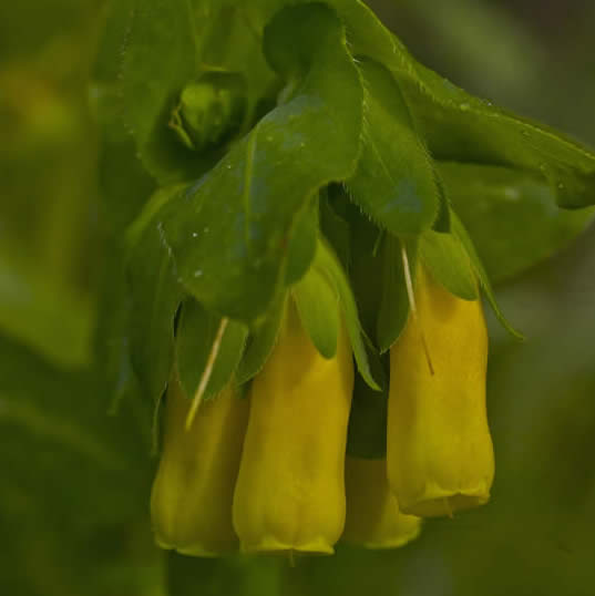 honeywort