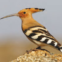 Hoopoe