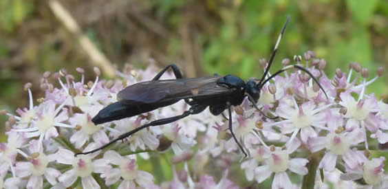 ichneumon Amblyjoppa proteus female?