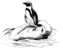 Jackass penguin