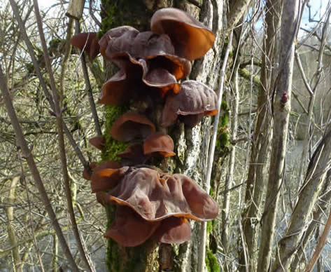 jelly ear fungi