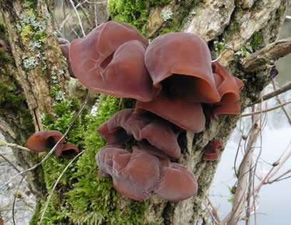 jelly ear fungus