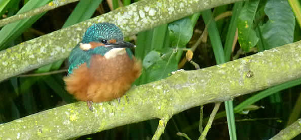 kingfisher