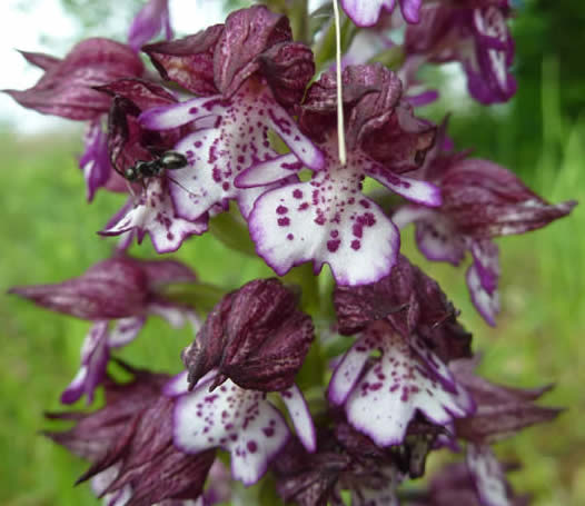 lady orchid