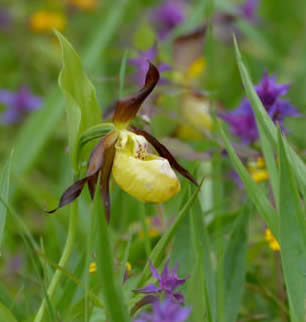 lady's slipper orchid