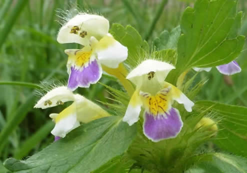 large-flowered hemp-nettle