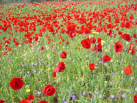 Poppy field (Rob Lucking)