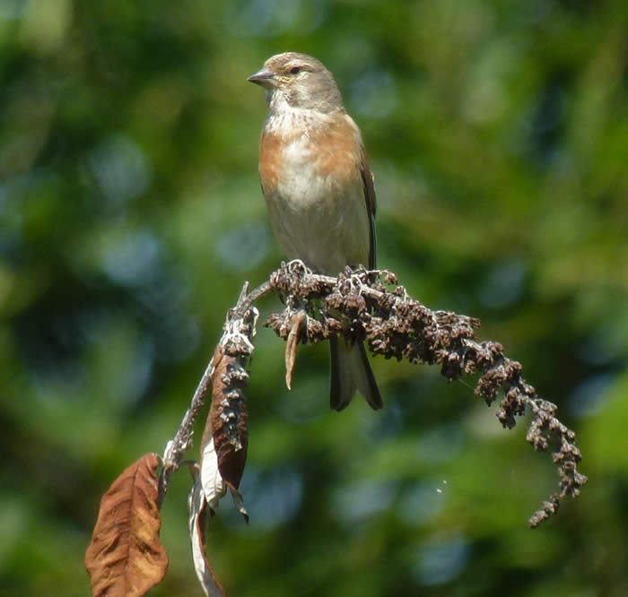 linnet