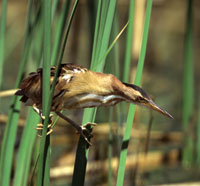 Little bittern by Carol Leigh (Firecrest Wildlife Photography)