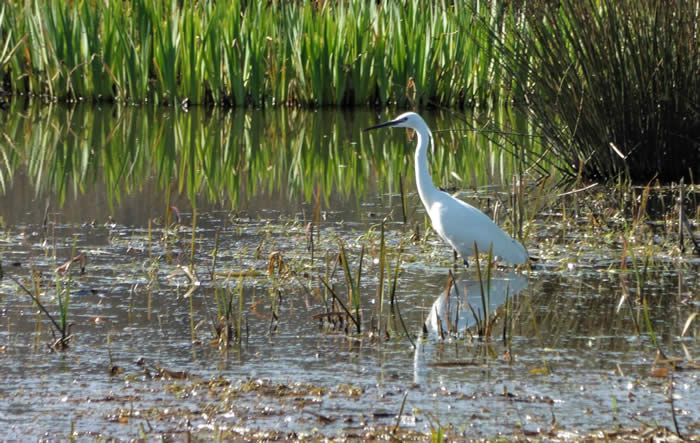 little egret