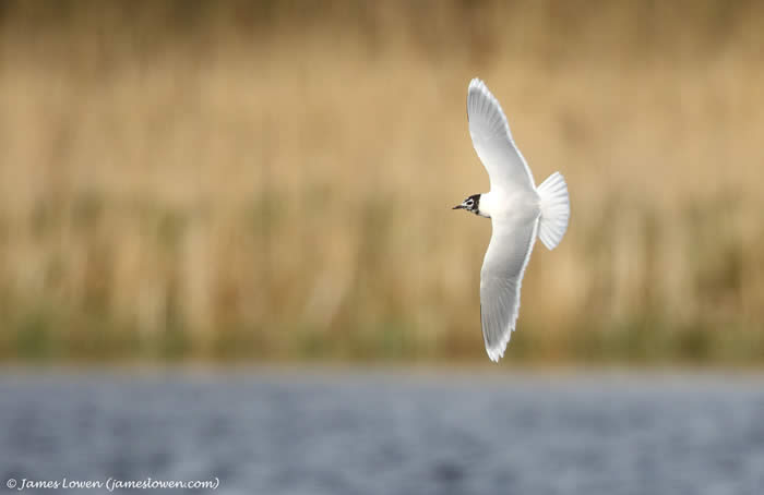 little gull, James Lowen