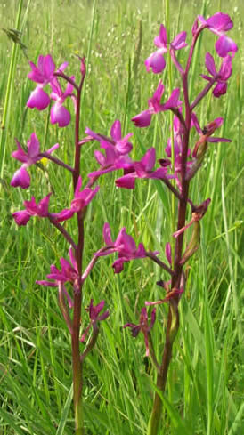 loose-flowered orchids