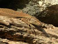 Madeira wall lizard