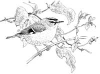 Madeira firecrest