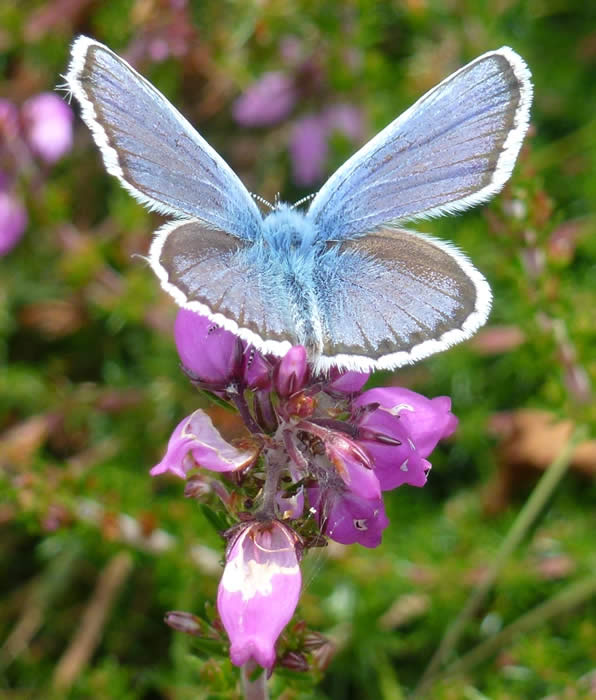 silver-studded blue male