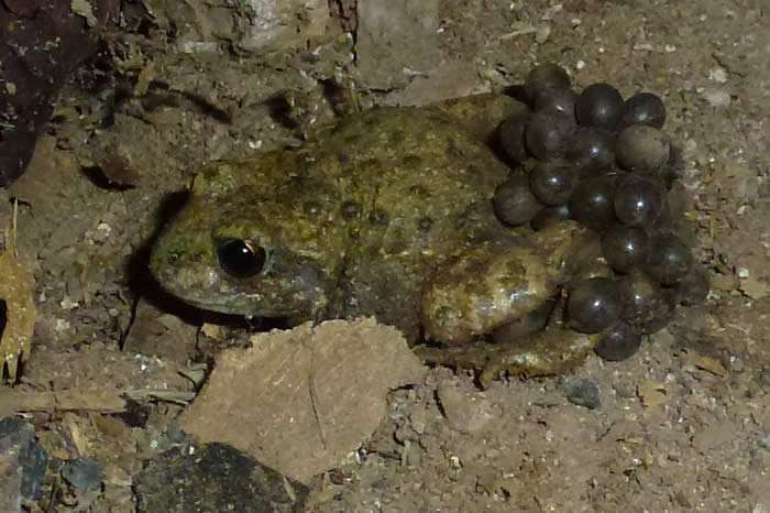 midwife toad