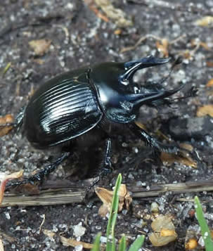 minotaur beetle