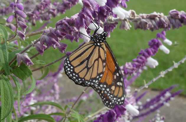 Monarch, Madeira