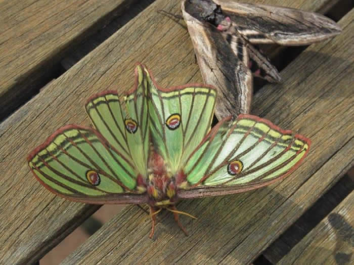 Spanish moon moth