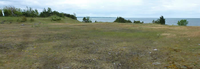moonwort habitat, coastal Estonia
