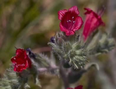 Echium angustifolium