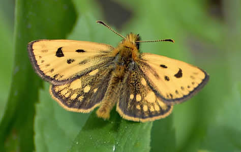 northern chequered skipper