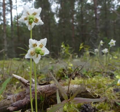 one-flowered wintergreen