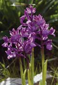 Orchid boryi