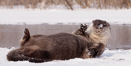 Otter in Biebrza NP (Piotr Dombrowski)