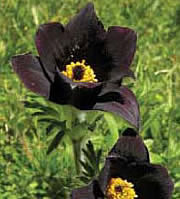Pasque ﬂower