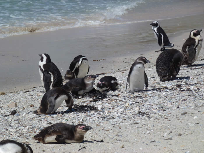 African penguins