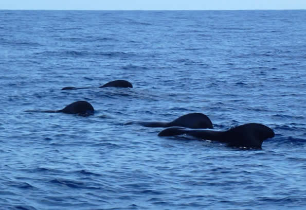 short-finned pilot whales, Madeira