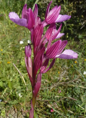 pink butterfly orchid