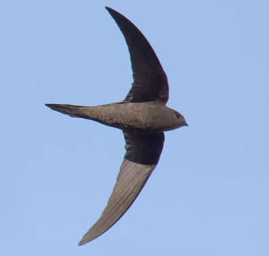 plain swift