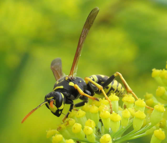 Polistes (Tim Strudwick)