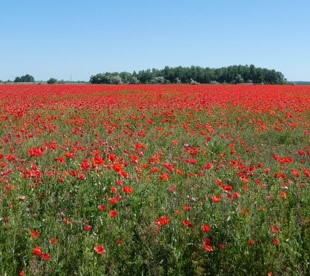 poppy fields