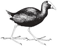 Purple gallinule