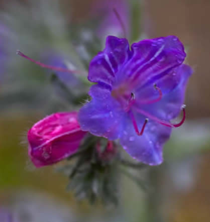 purple vipers bugloss