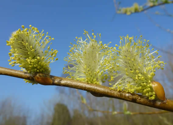 pussy willow