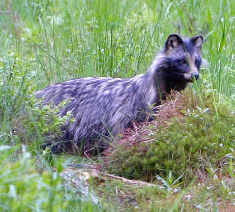 raccoon dog