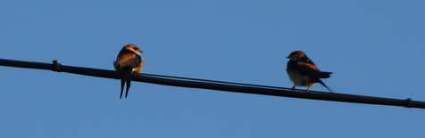 red-rumped swallows at Finca Santa Marta